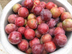 Ripe plum harvest at Hasera Farm
